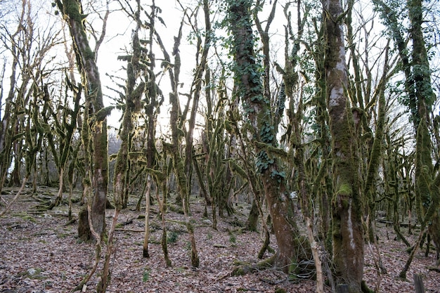 Schöne landschaft mit bäumen