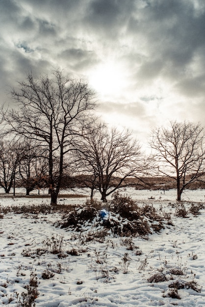 Kostenloses Foto schöne landschaft mit schnee und bäumen unter dem bewölkten himmel bedeckt