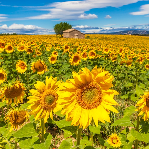 Schöne Landschaft mit Sonnenblumenfeld über bewölktem blauem Himmel und hellen Sonnenlichtern