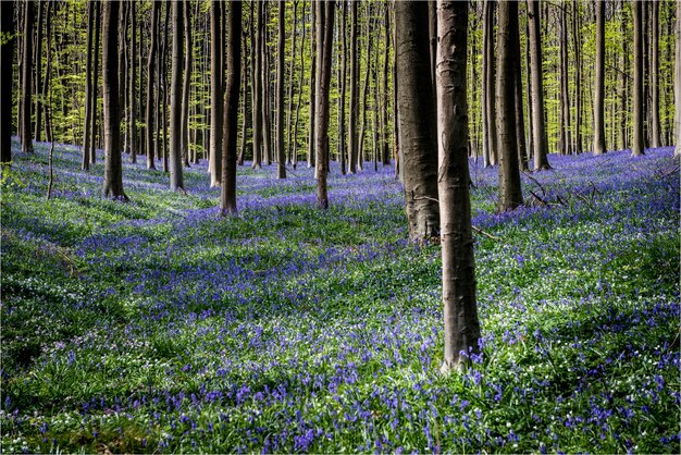 Schöne Landschaft von vielen Bäumen im Bereich der lila Blumen