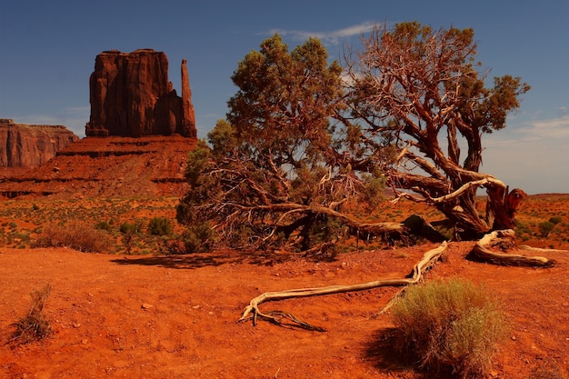 Kostenloses Foto schöne landschaftsaufnahme eines großen baumes in einer orangefarbenen wüste im oljato-monument valley in arizona