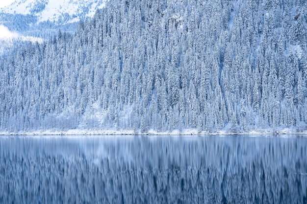 Schöne Landschaftsaufnahme von schneeweißen Bäumen in der Nähe eines klaren blauen Sees