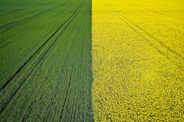 Schöne landwirtschaftliche halb grüne halb gelbe Grasfläche, die mit einer Drohne geschossen wird