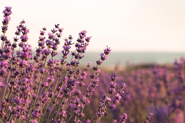 Schöne Lavendelpflanzen mit verschwommenem Hintergrund