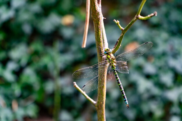 schöne Libelle, die auf einem Zweig mit unscharfem Hintergrund sitzt