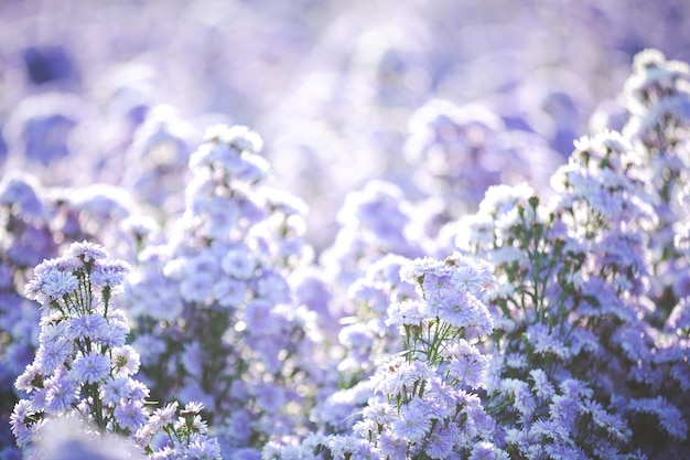 Kostenloses Foto schöne lila blumen in der natur