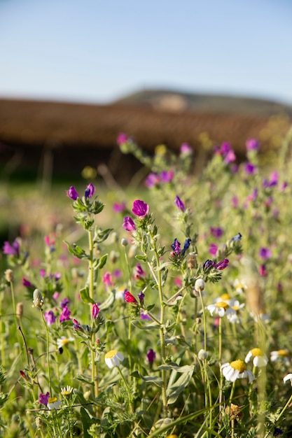 Schöne lila kleine Blumen