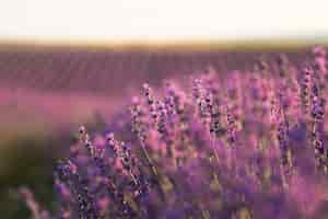 Kostenloses Foto schöne lila lavendelpflanzen