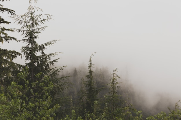 Kostenloses Foto schöne luftaufnahme eines nebligen waldes