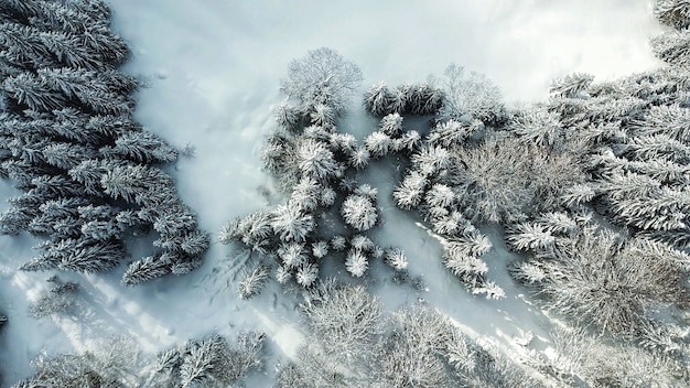 Schöne Luftaufnahme eines Waldes mit Bäumen, die im Winter mit Schnee bedeckt sind