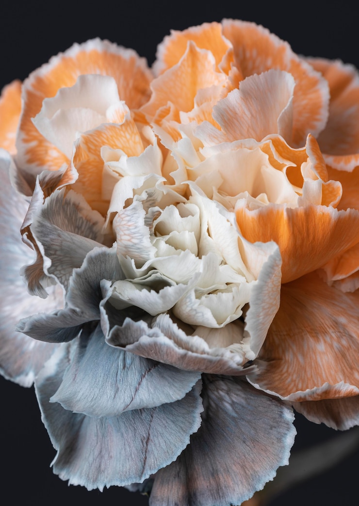 Kostenlose Foto schöne makro blühte blume