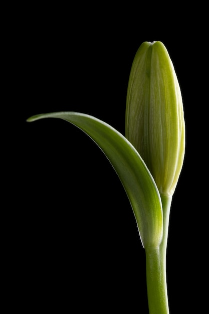 Schöne Makroblume lokalisiert auf Schwarz