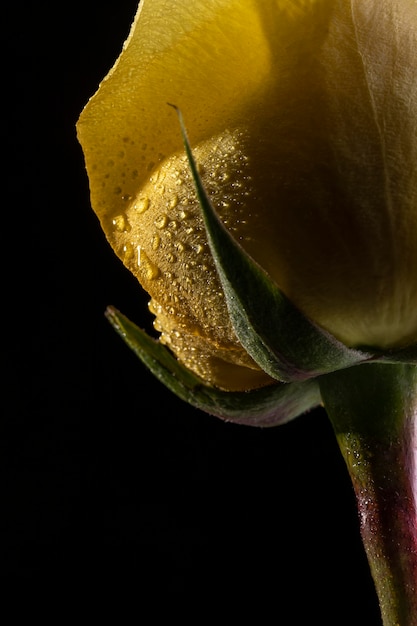 Schöne makrogelbe Rose