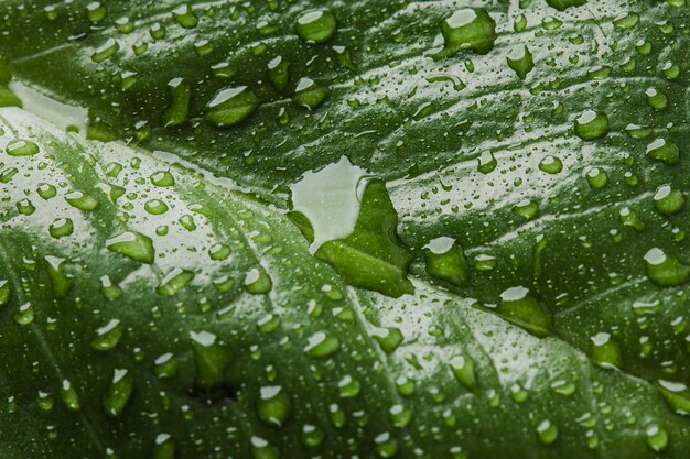 Schöne Makropflanze mit Regentropfen