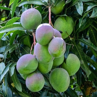 Schöne mangos am baum