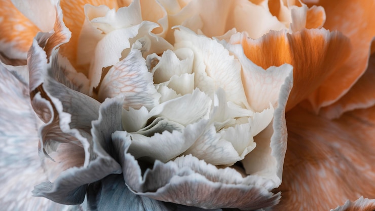 Kostenlose Foto schöne nahaufnahme der blühenden blume