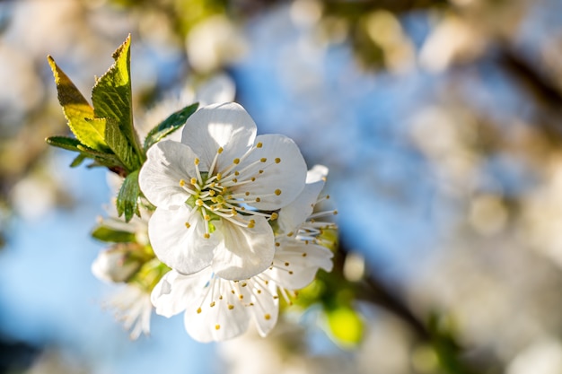 Schöne Nahaufnahme einer Aprikosenbaumblume unter dem Sonnenlicht