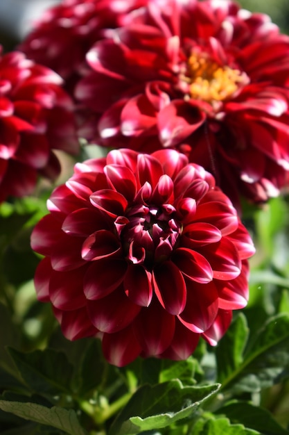 Schöne Nahaufnahme einer roten Blume, die auf dem Feld wächst