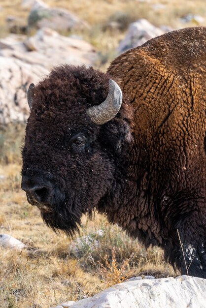 Schöne Nahaufnahme eines Bisons, der mitten auf dem Feld steht