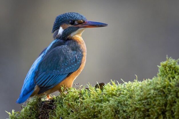 Schöne Nahaufnahme eines gewöhnlichen Eisvogels unter dem Sonnenlicht