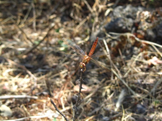 Schöne Nahaufnahme eines Libelleninsekts, das auf einem Zweig ruht und seine Flügel ausdehnt