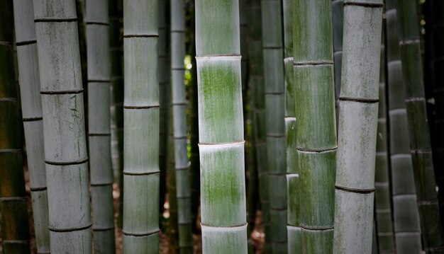 Schöne Nahaufnahme Schuss von frischen hohen Bambuszweigen, die wachsen
