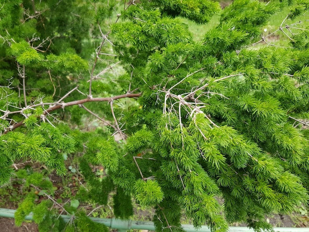 Schöne Nahaufnahme Schuss von Teichkiefer mit grünen Blättern im Wald