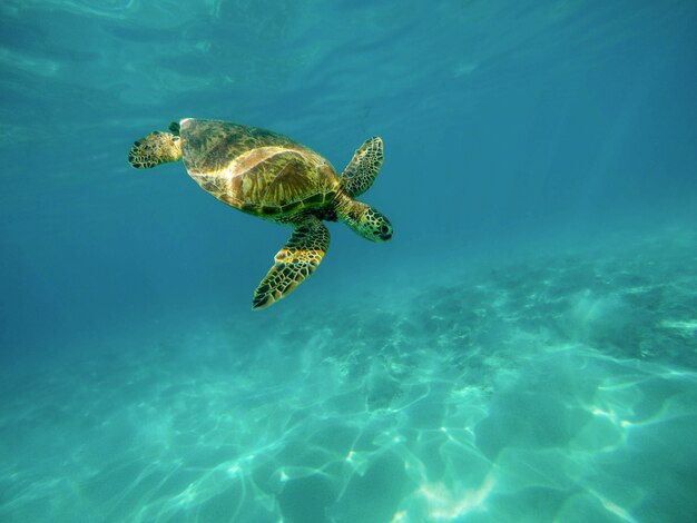 Schöne Nahaufnahmeaufnahme einer großen Schildkröte, die unter Wasser im Ozean schwimmt