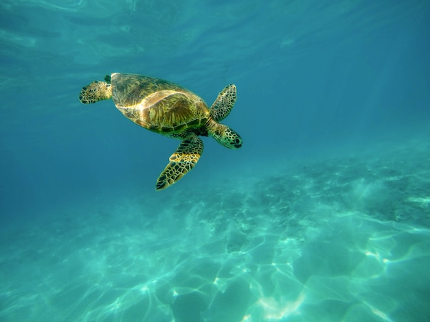 Schöne Nahaufnahmeaufnahme einer großen Schildkröte, die unter Wasser im Ozean schwimmt