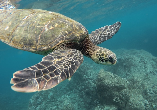 Schöne Nahaufnahmeaufnahme einer großen Schildkröte, die unter Wasser im Ozean schwimmt