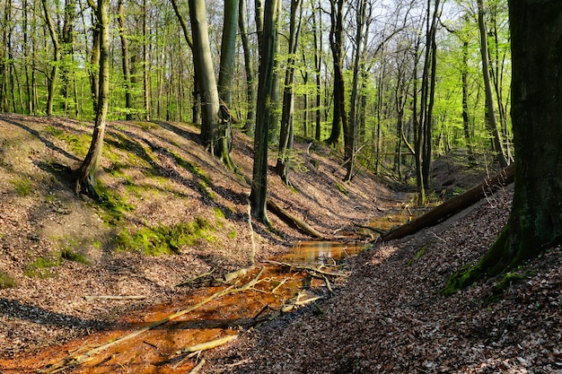 Schöne natur eines waldes und eines wasserstroms an einem sonnigen tag