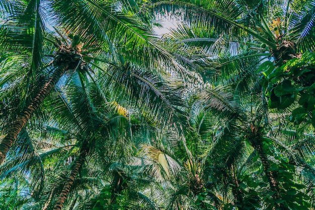 Schöne Natur im Freien mit KokosnussPalme und Blatt auf blauem Himmel