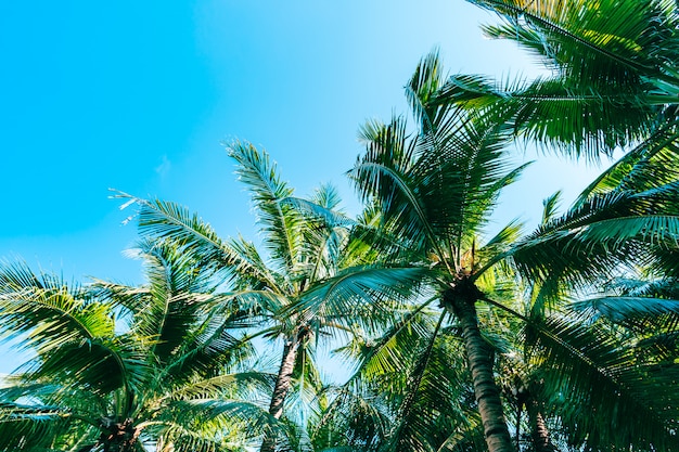 Schöne Natur im Freien mit KokosnussPalme und Blatt auf blauem Himmel