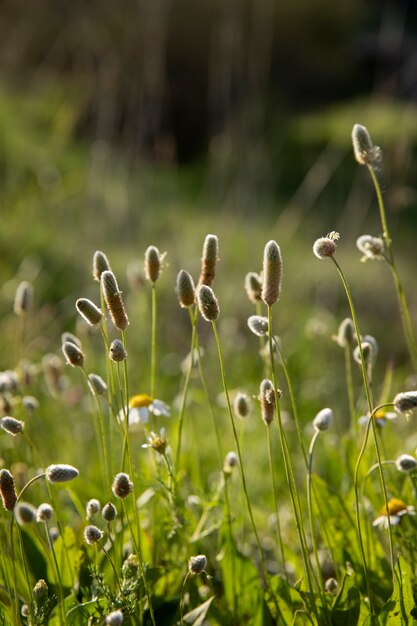 Schöne Natur mit hohen Pflanzen