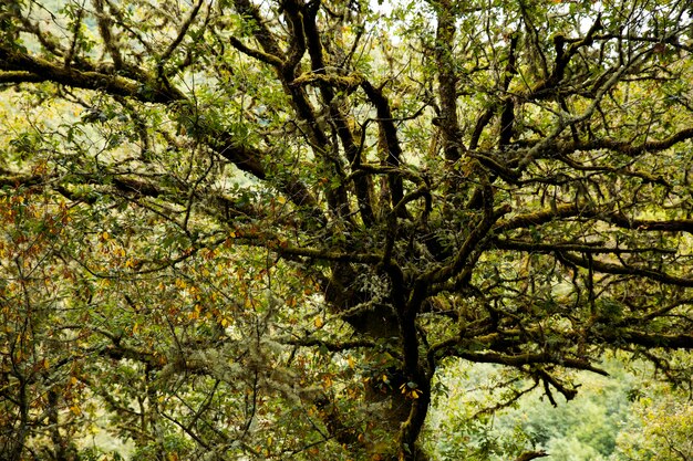 Schöne Naturlandschaft des Waldes