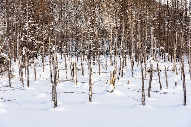 Schöne Naturlandschaft im Freien mit blauem Teichbaumast in der Schneewintersaison