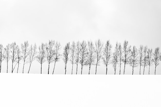 Schöne Naturlandschaft im Freien mit Gruppe des Baumasts in der Schneewintersaison