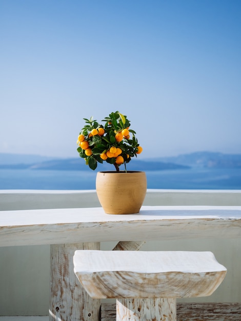 Schöne orange Pflanze in einem Topf auf einem weißen Steinbalkon in einer griechischen Insel