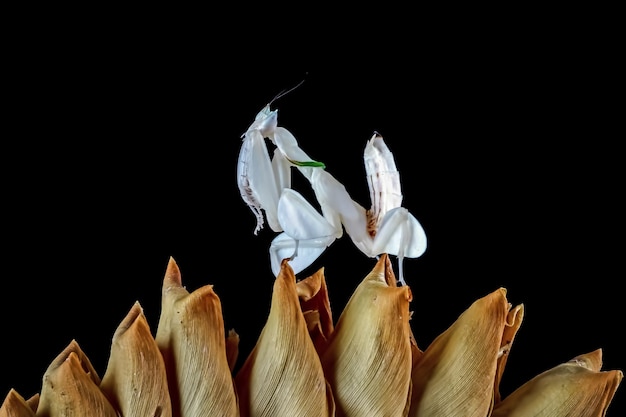 Schöne Orchideen-Mantis-Nahaufnahme auf hölzernem Nahaufnahmeinsekt