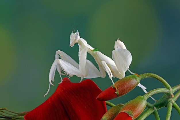 Schöne Orchideenmantis auf Tiernahaufnahme der roten Blumen