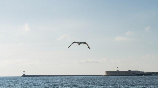 Schöne Ozeanlandschaft mit Möwe