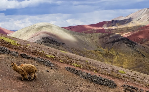 Kostenloses Foto schöne palcoyo-regenbogenberge und ein wildes lama in cusco, peru unter einem bewölkten himmel