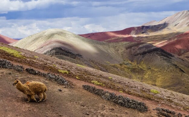 Schöne Palcoyo-Regenbogenberge und ein wildes Lama in Cusco, Peru unter einem bewölkten Himmel