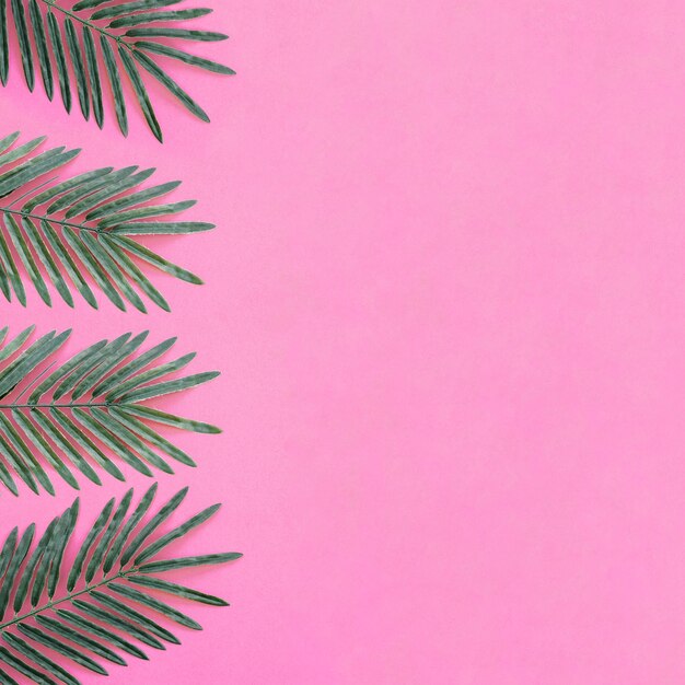 schöne Palmblätter auf rosa Hintergrund mit Platz auf der rechten Seite