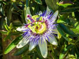 Kostenloses Foto schöne passionsblume mit lila blütenblättern und grünen blättern