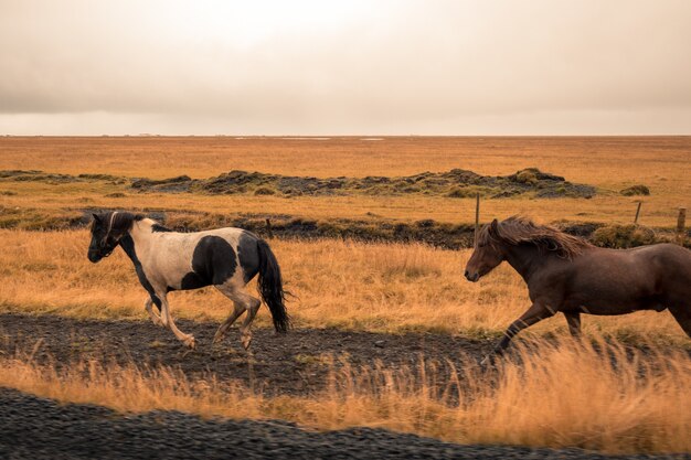 Schöne Pferde, die in einem weiten Feld laufen