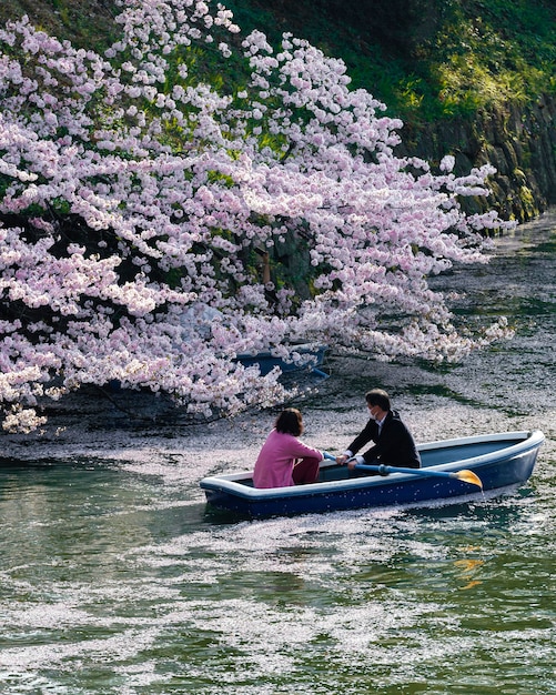 Schöne Pfirsichbaumblüte in Japan