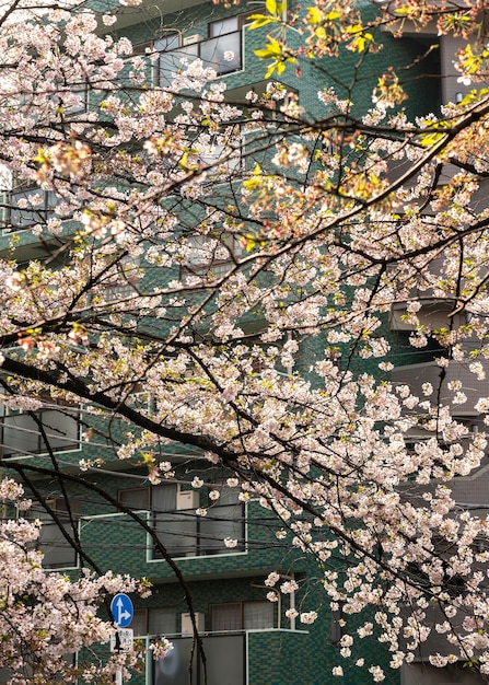 Schöne Pfirsichbaumblüte in Japan