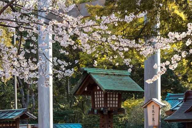 Schöne Pfirsichbaumblüte in Tokio bei Tageslicht