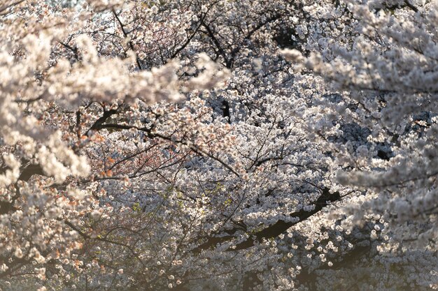 Schöne Pfirsichbaumblüte in Tokio bei Tageslicht